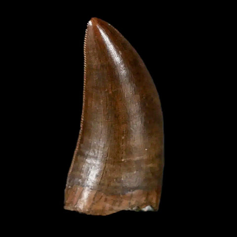 1" Tyrannosaur Serrated Fossil Tooth Cretaceous Dinosaur Judith River FM MT COA - Fossil Age Minerals