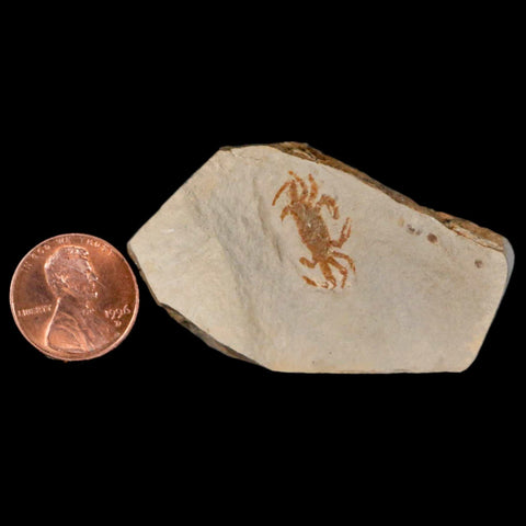 0.8" Fossil Crab Pinnixa Galliheri Pea Crab Monterey Cty San Luis Obispo Miocene Epoch - Fossil Age Minerals