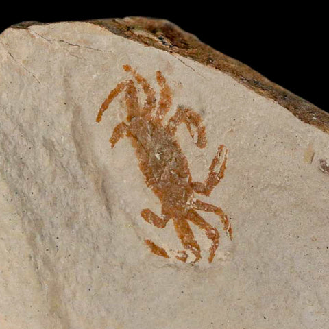 0.8" Fossil Crab Pinnixa Galliheri Pea Crab Monterey Cty San Luis Obispo Miocene Epoch - Fossil Age Minerals