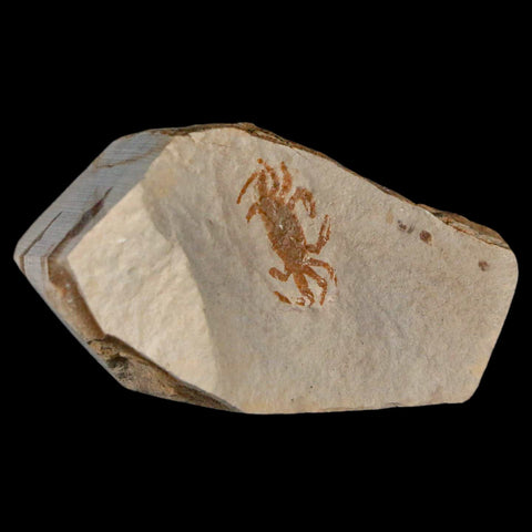 0.8" Fossil Crab Pinnixa Galliheri Pea Crab Monterey Cty San Luis Obispo Miocene Epoch - Fossil Age Minerals