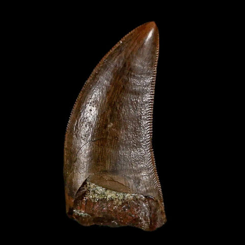 1" Tyrannosaur Serrated Fossil Tooth Cretaceous Dinosaur Judith River FM MT COA - Fossil Age Minerals