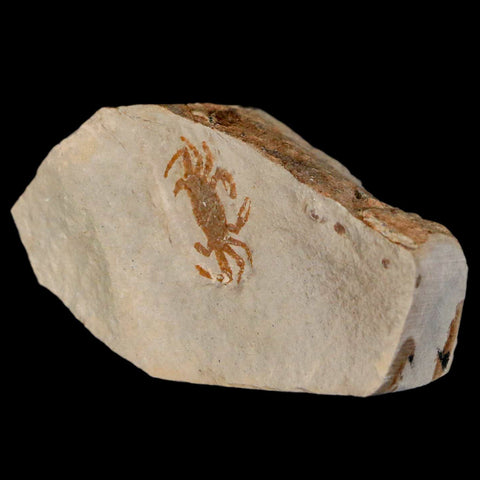 0.8" Fossil Crab Pinnixa Galliheri Pea Crab Monterey Cty San Luis Obispo Miocene Epoch - Fossil Age Minerals