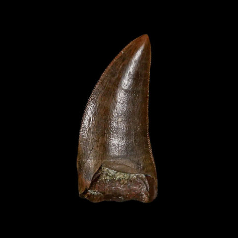 1" Tyrannosaur Serrated Fossil Tooth Cretaceous Dinosaur Judith River FM MT COA - Fossil Age Minerals