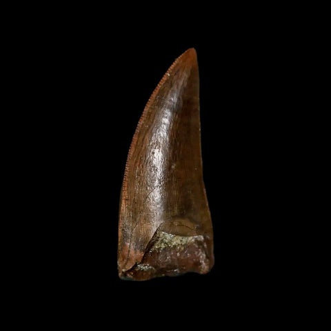 1" Tyrannosaur Serrated Fossil Tooth Cretaceous Dinosaur Judith River FM MT COA - Fossil Age Minerals