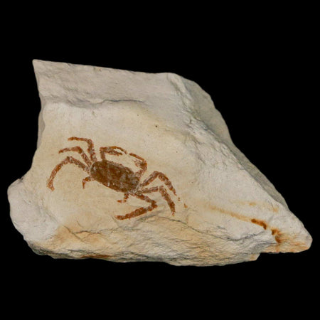 0.8" Fossil Crab Pinnixa Galliheri Pea Crab Monterey Cty San Luis Obispo Miocene Epoch