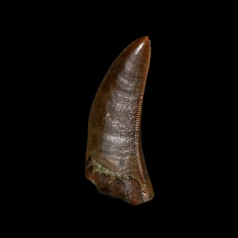 1" Tyrannosaur Serrated Fossil Tooth Cretaceous Dinosaur Judith River FM MT COA - Fossil Age Minerals