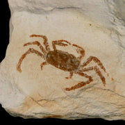 0.8" Fossil Crab Pinnixa Galliheri Pea Crab Monterey Cty San Luis Obispo Miocene Epoch