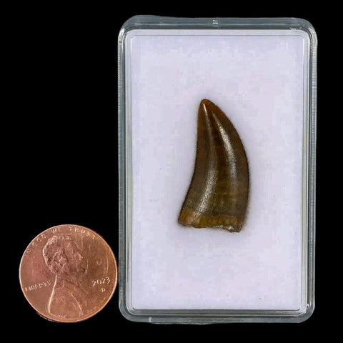 1" Tyrannosaur Serrated Fossil Tooth Cretaceous Dinosaur Judith River FM MT COA - Fossil Age Minerals