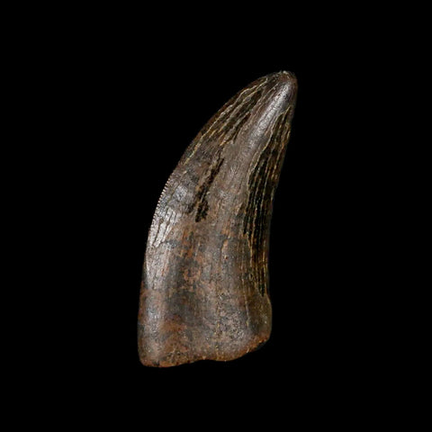 1" Tyrannosaur Serrated Fossil Tooth Cretaceous Dinosaur Judith River FM MT COA