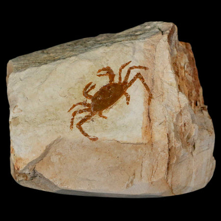 1.1" Fossil Crab Pinnixa Galliheri Pea Crab Monterey Cty San Luis Obispo Miocene Epoch