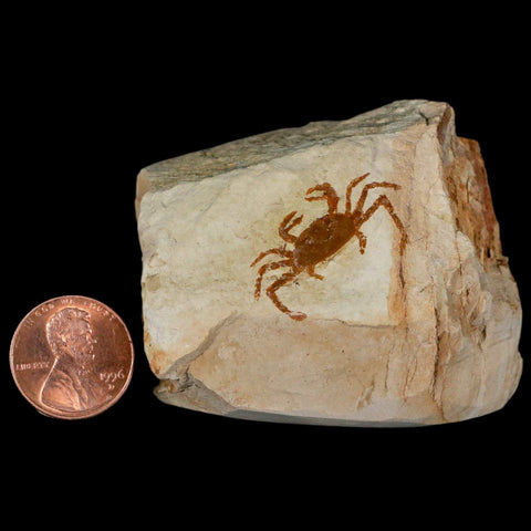 1.1" Fossil Crab Pinnixa Galliheri Pea Crab Monterey Cty San Luis Obispo Miocene Epoch - Fossil Age Minerals