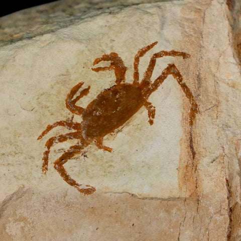 1.1" Fossil Crab Pinnixa Galliheri Pea Crab Monterey Cty San Luis Obispo Miocene Epoch - Fossil Age Minerals