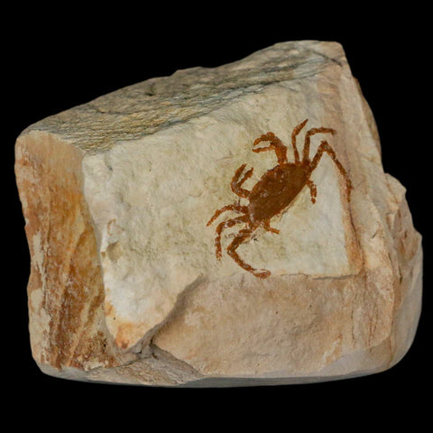 1.1" Fossil Crab Pinnixa Galliheri Pea Crab Monterey Cty San Luis Obispo Miocene Epoch - Fossil Age Minerals