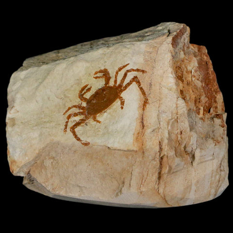 1.1" Fossil Crab Pinnixa Galliheri Pea Crab Monterey Cty San Luis Obispo Miocene Epoch - Fossil Age Minerals