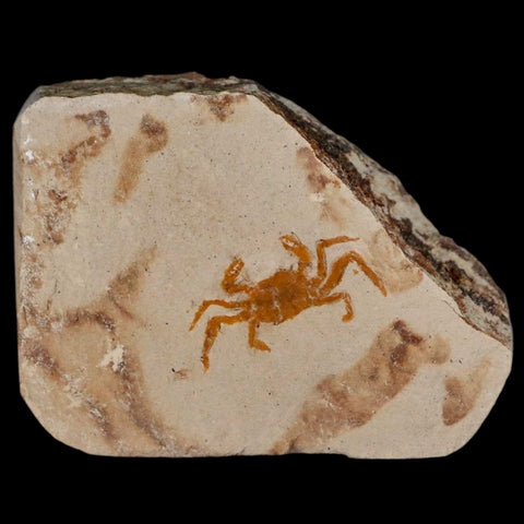 0.8" Fossil Crab Pinnixa Galliheri Pea Crab Monterey Cty San Luis Obispo Miocene Epoch - Fossil Age Minerals