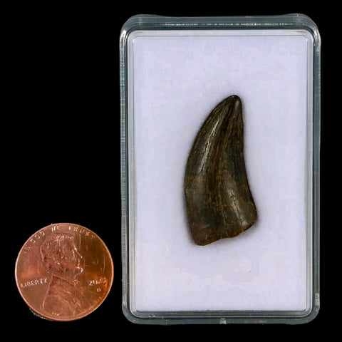 1" Tyrannosaur Serrated Fossil Tooth Cretaceous Dinosaur Judith River FM MT COA