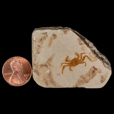 0.8" Fossil Crab Pinnixa Galliheri Pea Crab Monterey Cty San Luis Obispo Miocene Epoch - Fossil Age Minerals