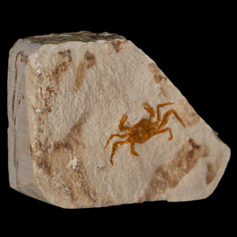 0.8" Fossil Crab Pinnixa Galliheri Pea Crab Monterey Cty San Luis Obispo Miocene Epoch - Fossil Age Minerals