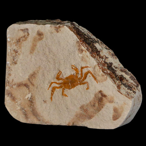 0.8" Fossil Crab Pinnixa Galliheri Pea Crab Monterey Cty San Luis Obispo Miocene Epoch - Fossil Age Minerals