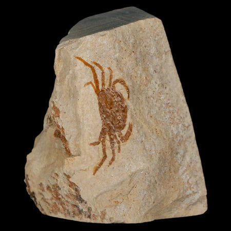 1" Fossil Crab Pinnixa Galliheri Pea Crab Monterey Cty San Luis Obispo Miocene Epoch