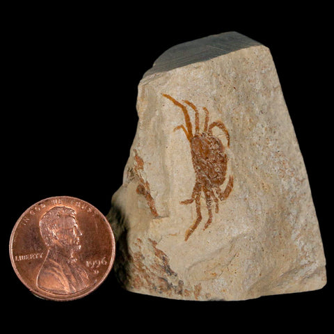 1" Fossil Crab Pinnixa Galliheri Pea Crab Monterey Cty San Luis Obispo Miocene Epoch - Fossil Age Minerals