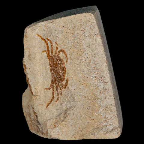 1" Fossil Crab Pinnixa Galliheri Pea Crab Monterey Cty San Luis Obispo Miocene Epoch - Fossil Age Minerals