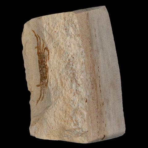 1" Fossil Crab Pinnixa Galliheri Pea Crab Monterey Cty San Luis Obispo Miocene Epoch - Fossil Age Minerals