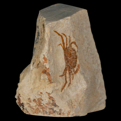 1" Fossil Crab Pinnixa Galliheri Pea Crab Monterey Cty San Luis Obispo Miocene Epoch - Fossil Age Minerals