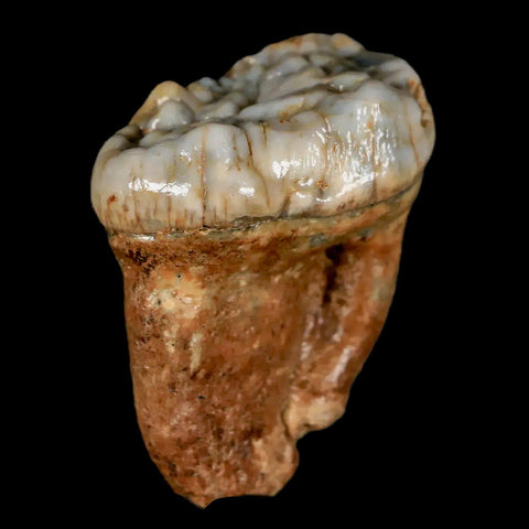 1.4" Extinct Cave Bear Ursus Spelaeus Pre-Molar Tooth Rooted Pleistocene Age COA - Fossil Age Minerals