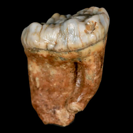 1.4" Extinct Cave Bear Ursus Spelaeus Pre-Molar Tooth Rooted Pleistocene Age COA