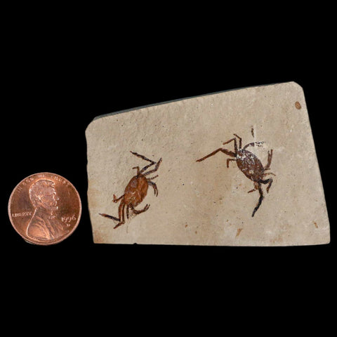 2 Two Fossil Crab Pinnixa Galliheri Pea Crab Monterey Cty San Luis Obispo Miocene COA - Fossil Age Minerals