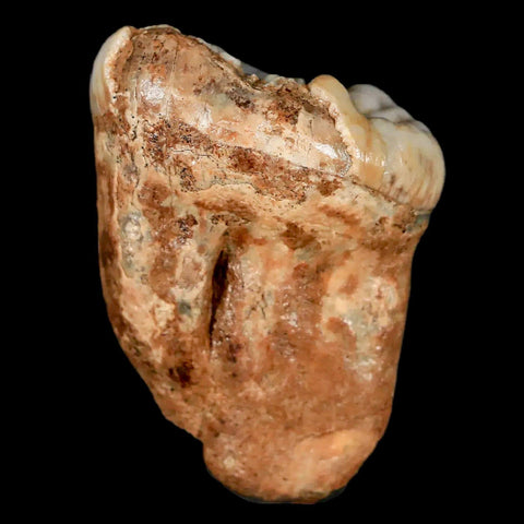 1.4" Extinct Cave Bear Ursus Spelaeus Pre-Molar Tooth Rooted Pleistocene Age COA - Fossil Age Minerals