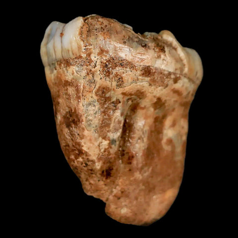 1.4" Extinct Cave Bear Ursus Spelaeus Pre-Molar Tooth Rooted Pleistocene Age COA - Fossil Age Minerals