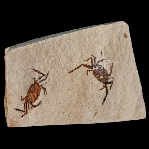 2 Two Fossil Crab Pinnixa Galliheri Pea Crab Monterey Cty San Luis Obispo Miocene COA - Fossil Age Minerals