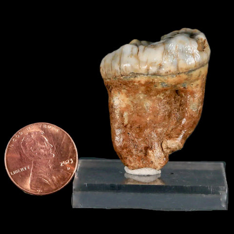 1.4" Extinct Cave Bear Ursus Spelaeus Pre-Molar Tooth Rooted Pleistocene Age COA - Fossil Age Minerals