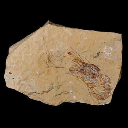 1.9" Fossil Shrimp Carpopenaeus Cretaceous Age 100 Mil Yrs Old Lebanon COA