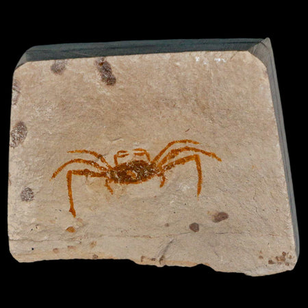 1.5" Fossil Crab Pinnixa Galliheri Pea Crab Monterey Cty San Luis Obispo Miocene Epoch