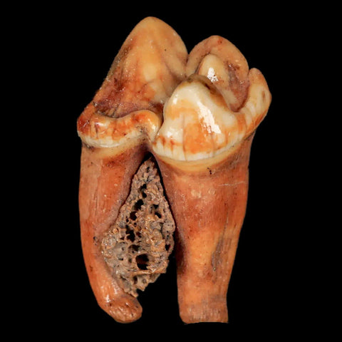 1.4" Extinct Cave Bear Ursus Spelaeus Pre-Molar Tooth Rooted Pleistocene Age COA - Fossil Age Minerals