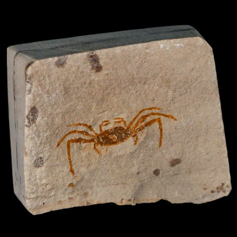 1.5" Fossil Crab Pinnixa Galliheri Pea Crab Monterey Cty San Luis Obispo Miocene Epoch - Fossil Age Minerals