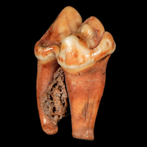 1.4" Extinct Cave Bear Ursus Spelaeus Pre-Molar Tooth Rooted Pleistocene Age COA - Fossil Age Minerals