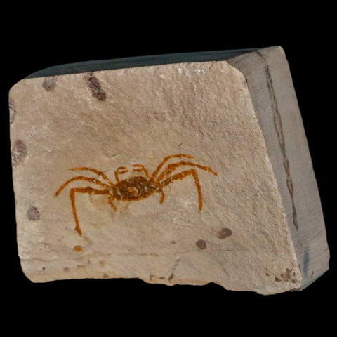 1.5" Fossil Crab Pinnixa Galliheri Pea Crab Monterey Cty San Luis Obispo Miocene Epoch - Fossil Age Minerals