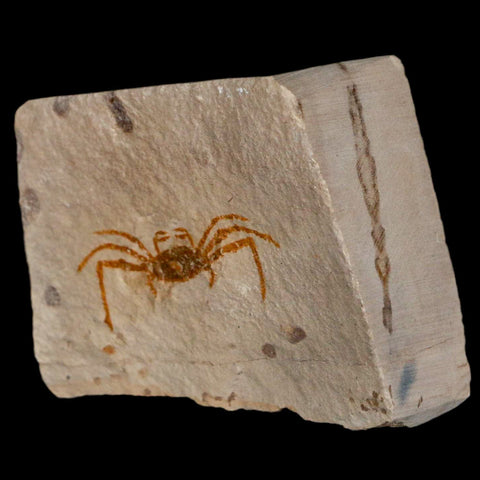 1.5" Fossil Crab Pinnixa Galliheri Pea Crab Monterey Cty San Luis Obispo Miocene Epoch - Fossil Age Minerals