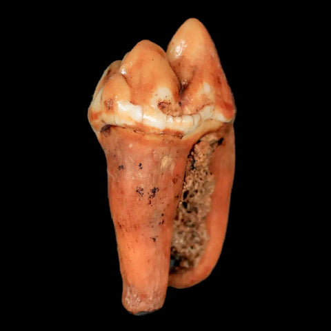 1.4" Extinct Cave Bear Ursus Spelaeus Pre-Molar Tooth Rooted Pleistocene Age COA - Fossil Age Minerals