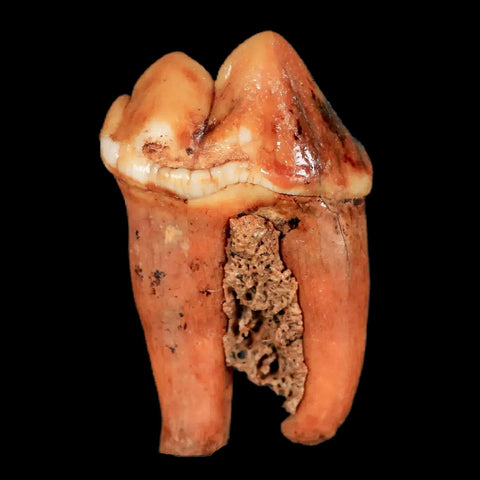 1.4" Extinct Cave Bear Ursus Spelaeus Pre-Molar Tooth Rooted Pleistocene Age COA - Fossil Age Minerals