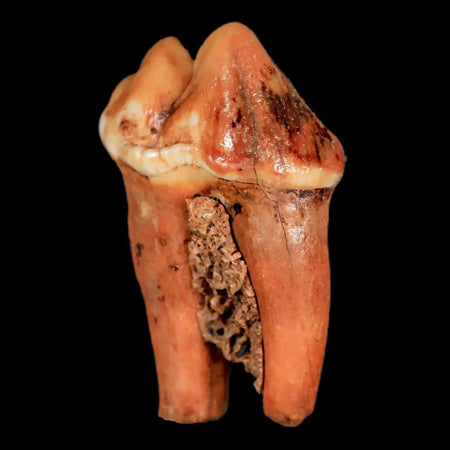 1.4" Extinct Cave Bear Ursus Spelaeus Pre-Molar Tooth Rooted Pleistocene Age COA