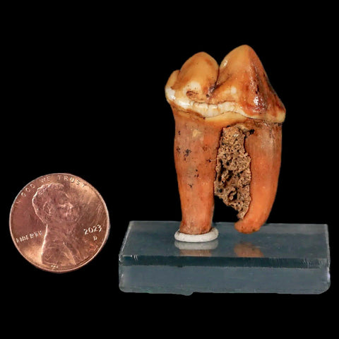 1.4" Extinct Cave Bear Ursus Spelaeus Pre-Molar Tooth Rooted Pleistocene Age COA - Fossil Age Minerals