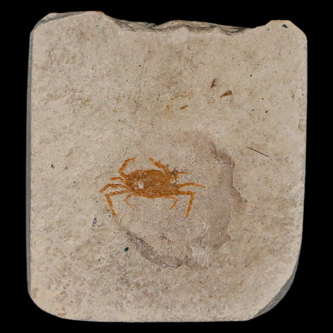 0.6" Fossil Crab Pinnixa Galliheri Pea Crab Monterey Cty San Luis Obispo Miocene Epoch - Fossil Age Minerals