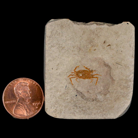 0.6" Fossil Crab Pinnixa Galliheri Pea Crab Monterey Cty San Luis Obispo Miocene Epoch - Fossil Age Minerals