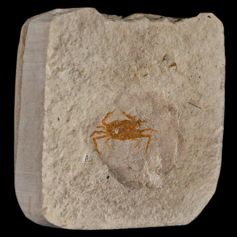 0.6" Fossil Crab Pinnixa Galliheri Pea Crab Monterey Cty San Luis Obispo Miocene Epoch - Fossil Age Minerals