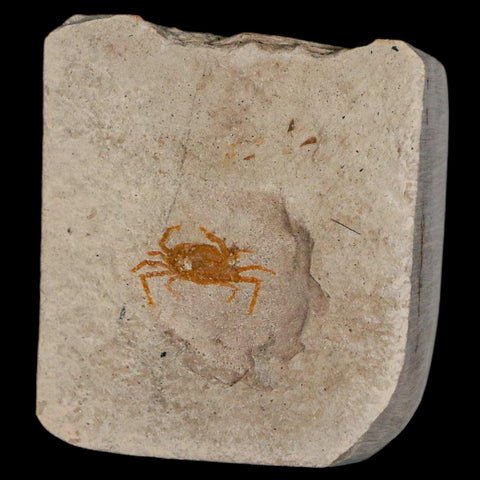 0.6" Fossil Crab Pinnixa Galliheri Pea Crab Monterey Cty San Luis Obispo Miocene Epoch - Fossil Age Minerals